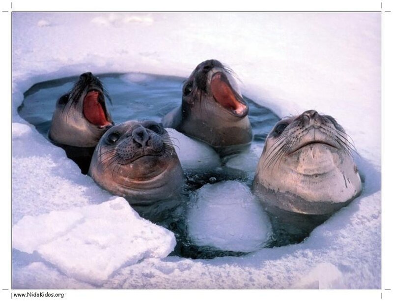 Four Seals in Ice Hole