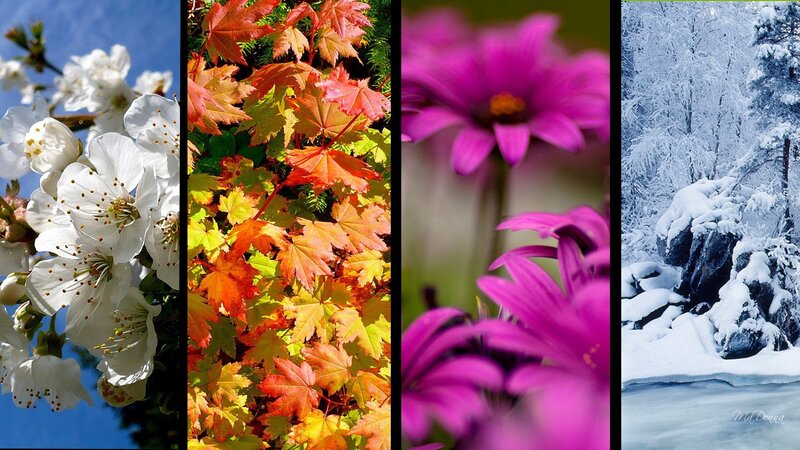 Four Seasons Collage — White, Serene