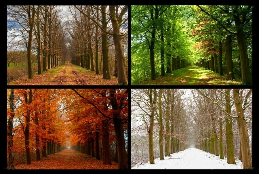 Four seasons in a forest