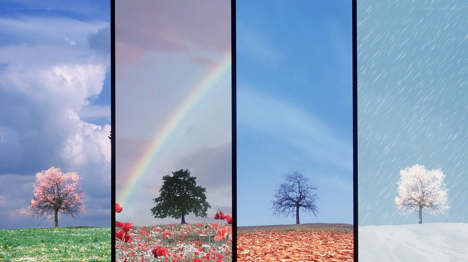 Four seasons landscape collage