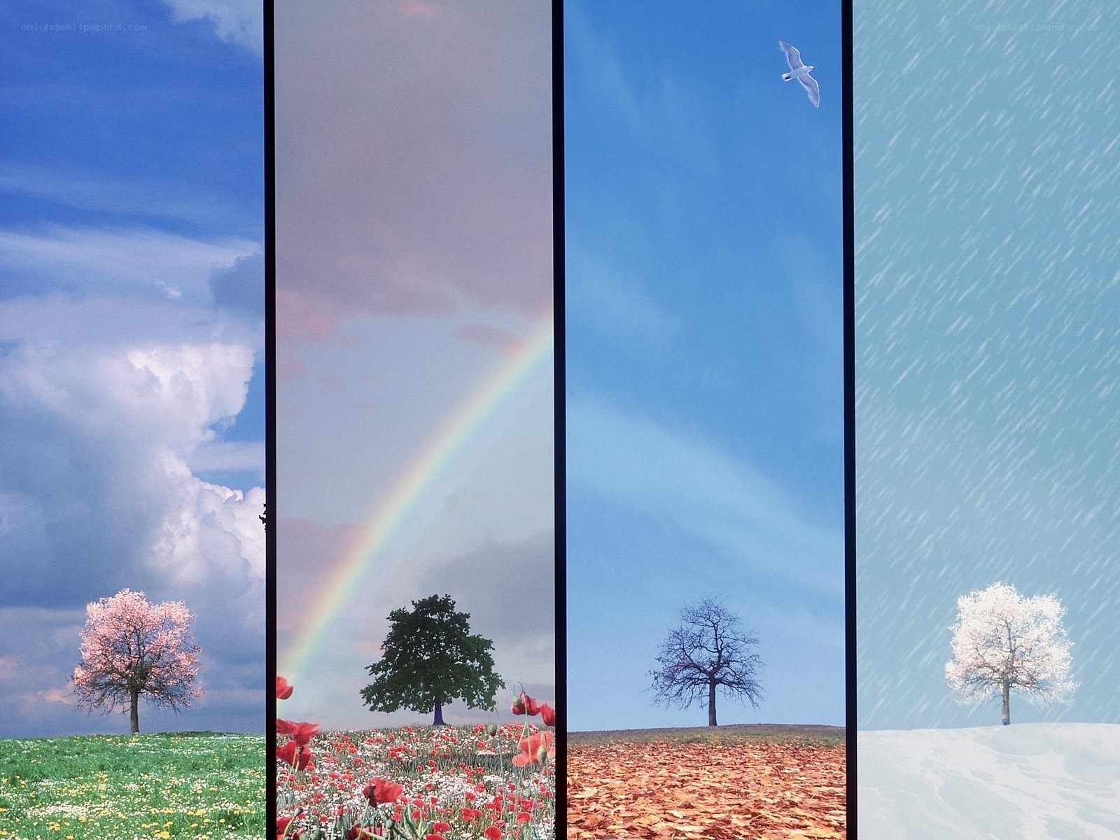 Four seasons landscape collage