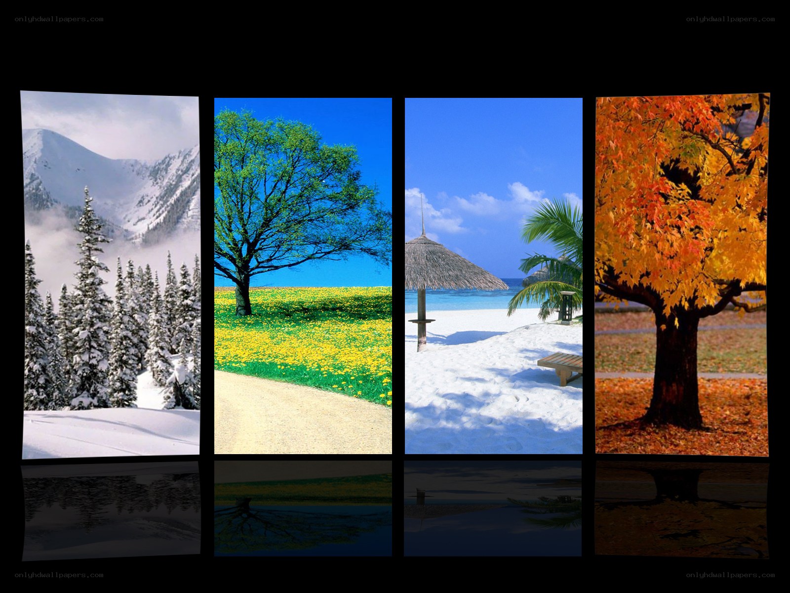 Four seasons landscape collage
