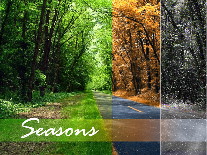 Four seasons of a forest road