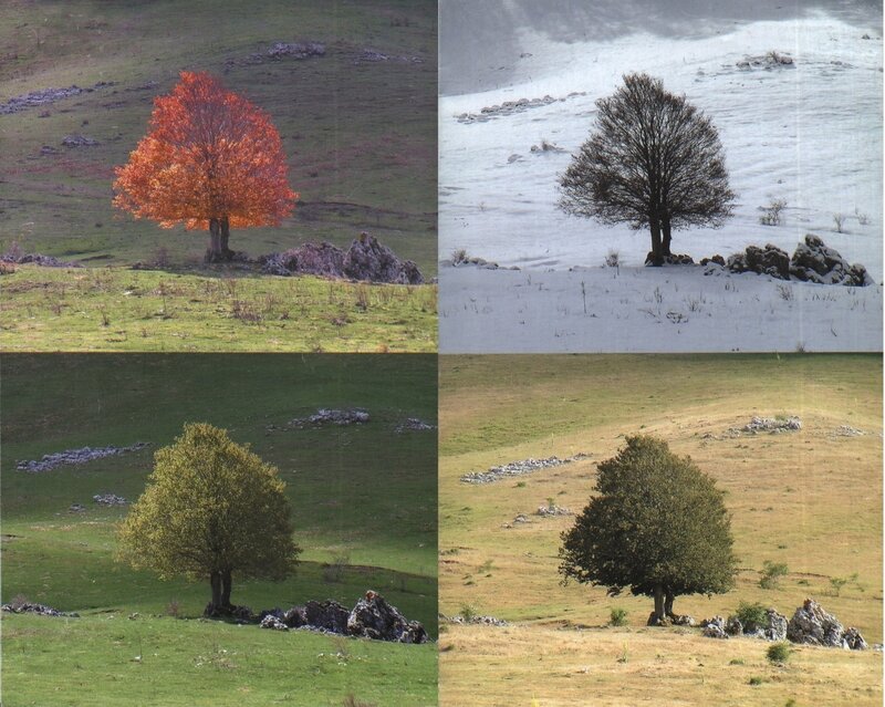 Four seasons of a lone tree
