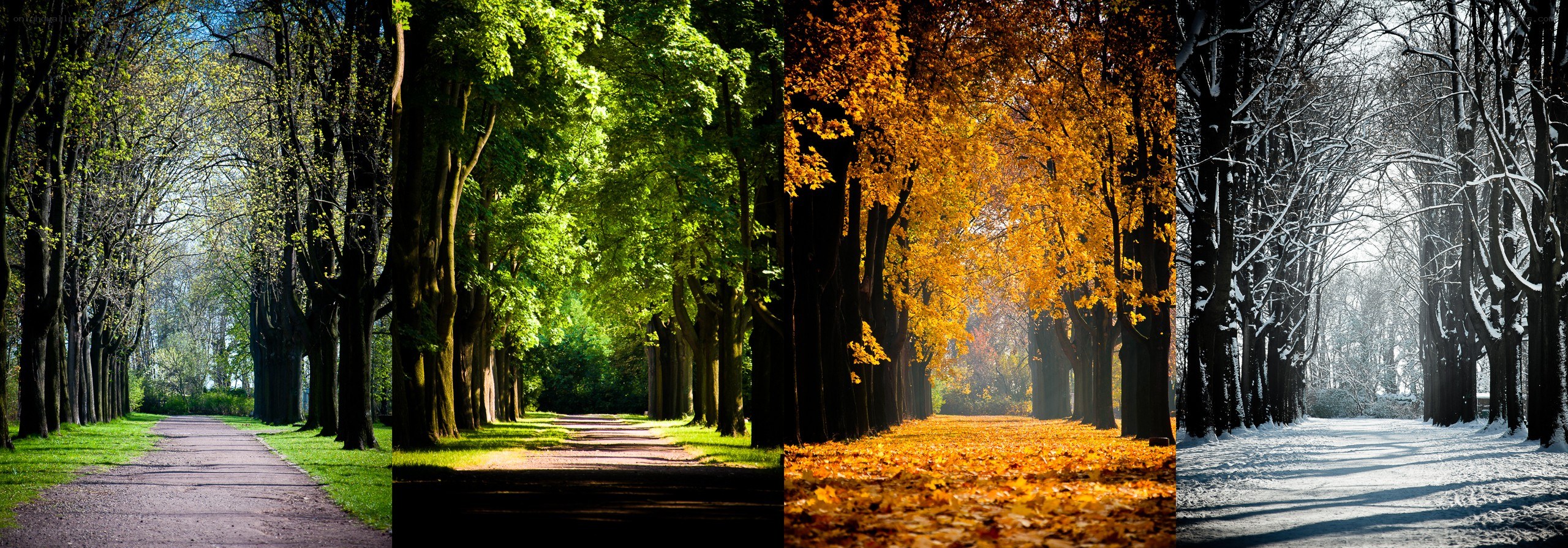 Four seasons of a tree-lined path