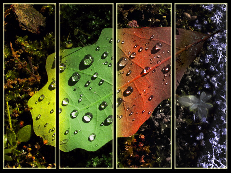 Four Seasons on Leaves