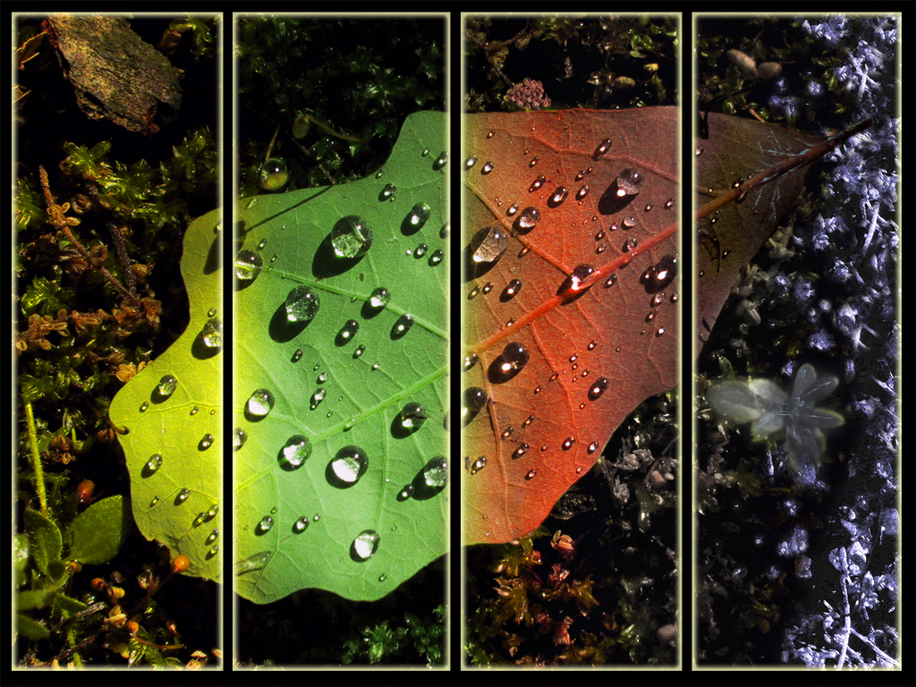 Four Seasons on Leaves