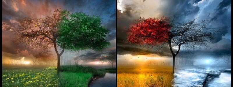 Four seasons tree landscape