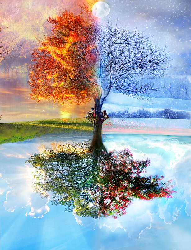 Four seasons tree reflection