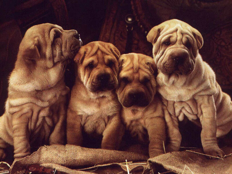 Four Shar-pei Puppies — Brown, Calm
