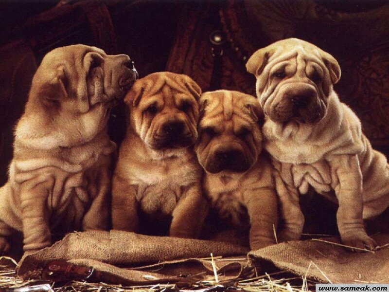 Four Shar Pei Puppies — Brown