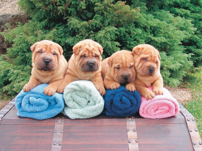 four shar pei puppies on towels