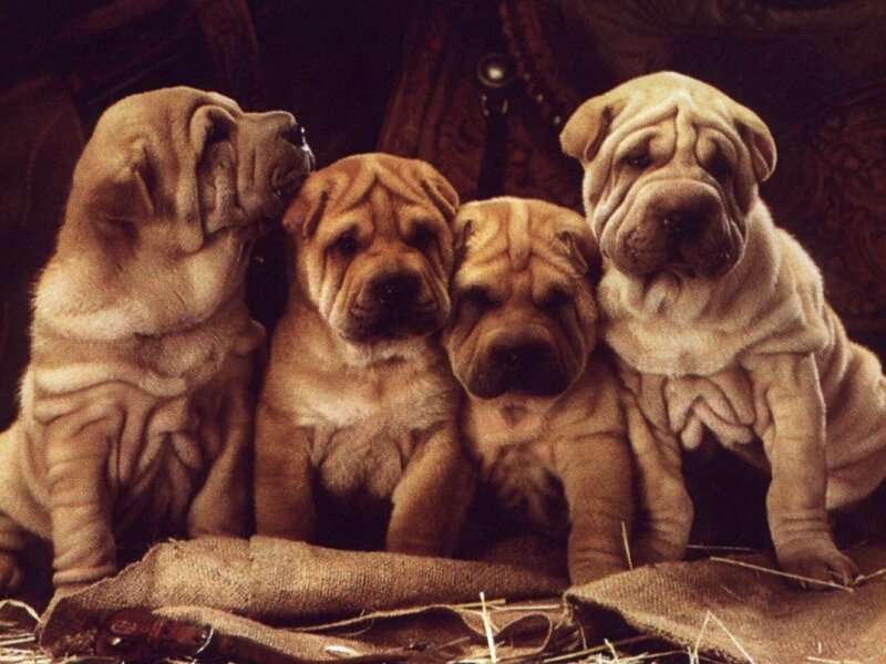Four Shar Pei Puppies