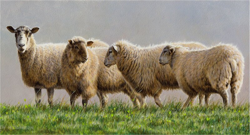 Four Sheep in Field