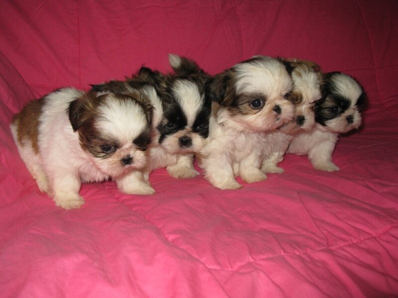 four shih tzu puppies on pink