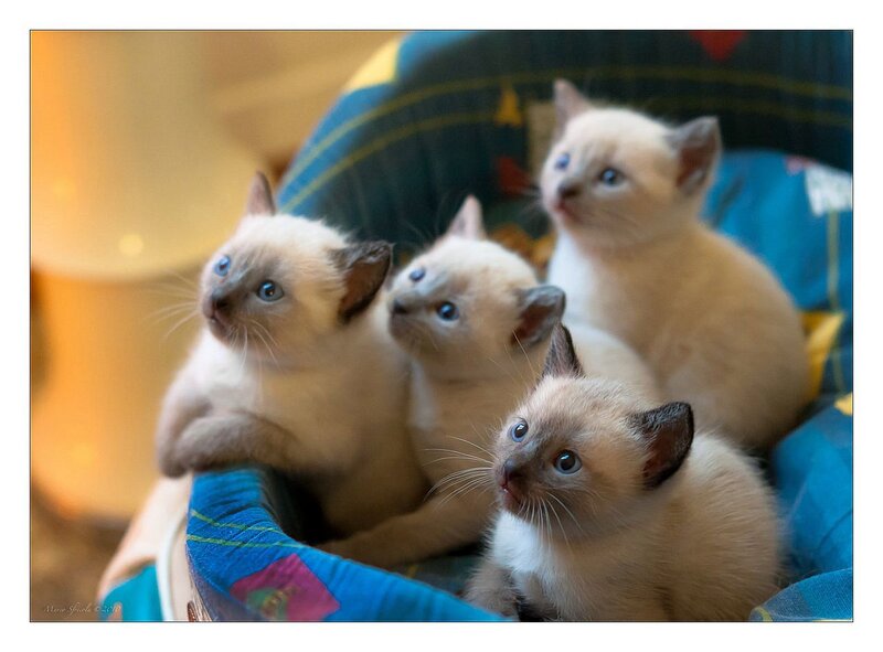 Four Siamese Kittens — Blue