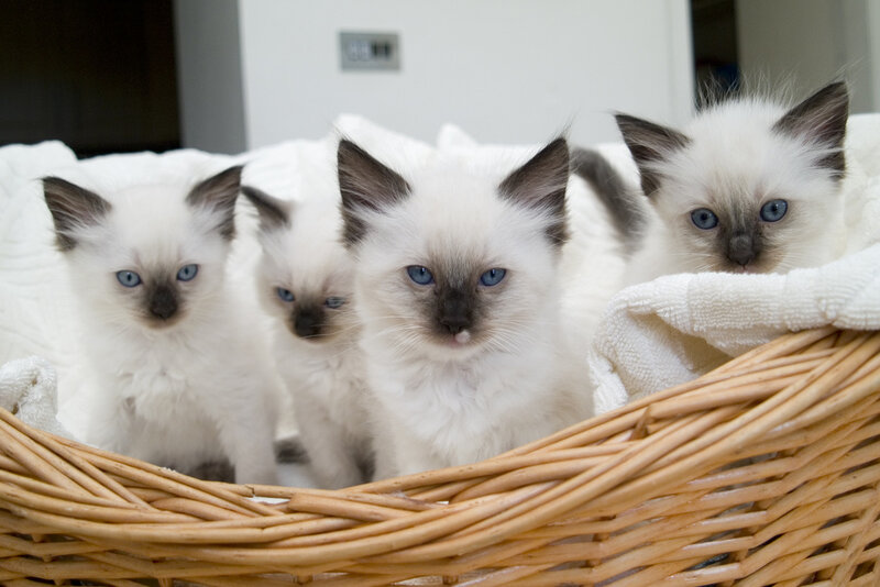 Four Siamese Kittens