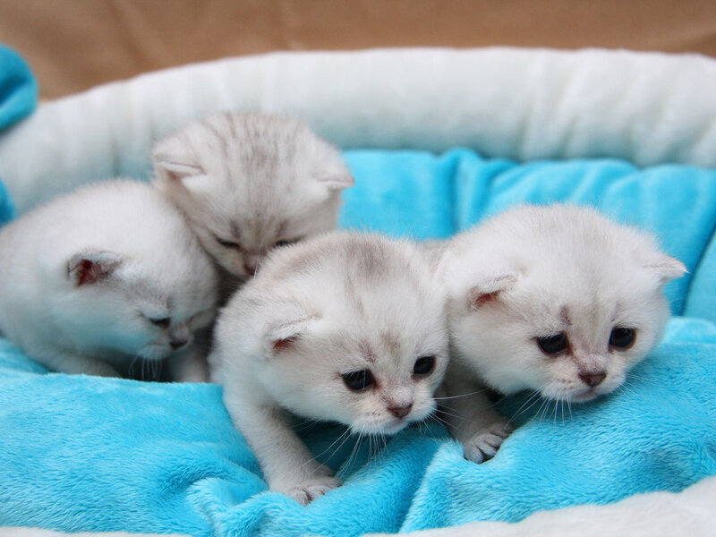 Four Silver Kittens — Blue