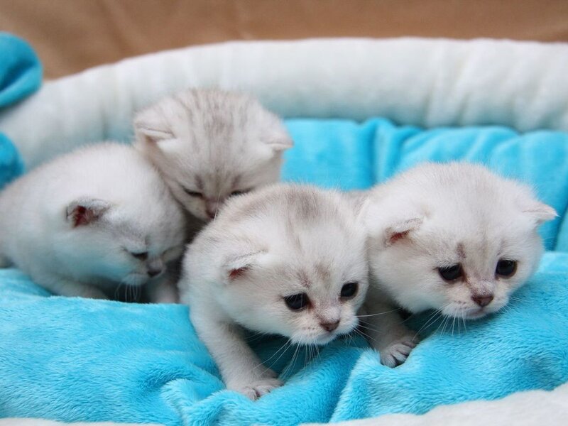 Four Silver Kittens