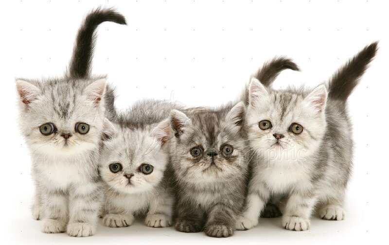 Four Silver Tabby Kittens — Gray, Innocent