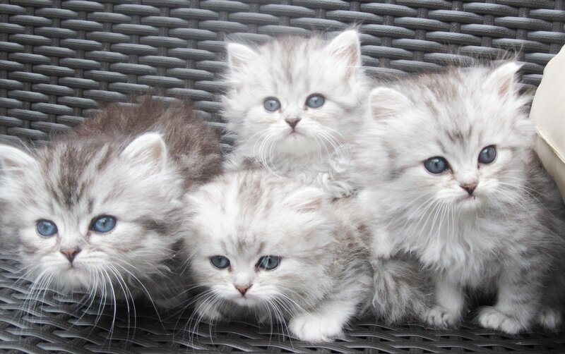 Four Silver Tabby Kittens