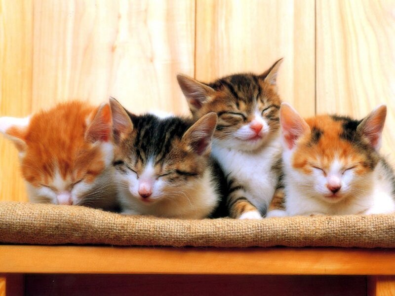 Four Sleeping Kittens