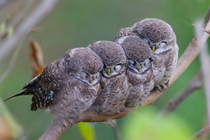 Four Sleeping Owls — Brown