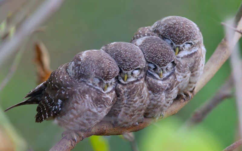 Four Sleeping Owls
