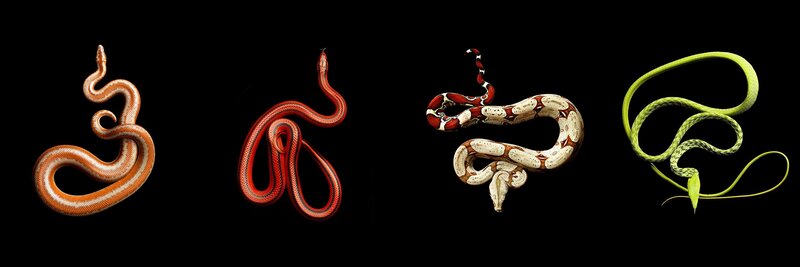 four snakes on black background