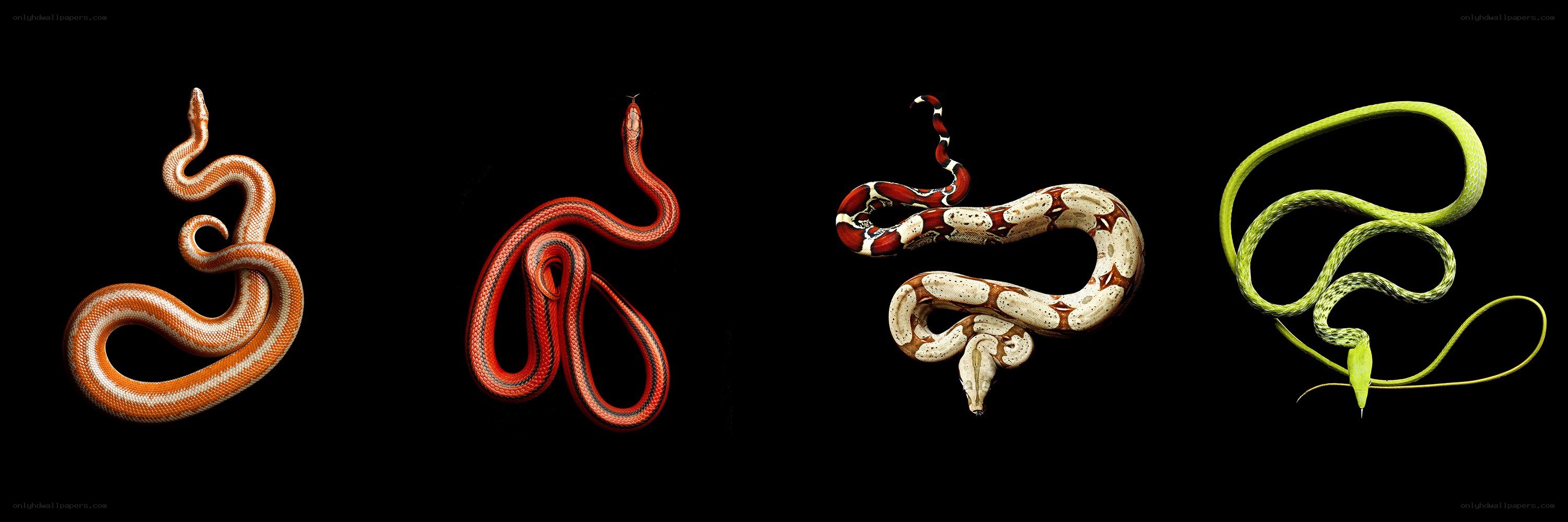 four snakes on black background