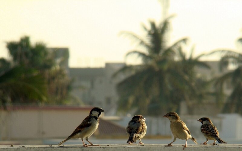 four sparrows on a ledge