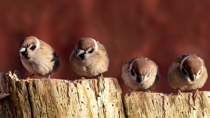four sparrows on a log