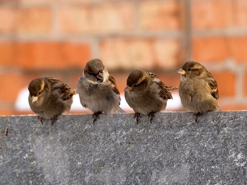 four sparrows on a wall