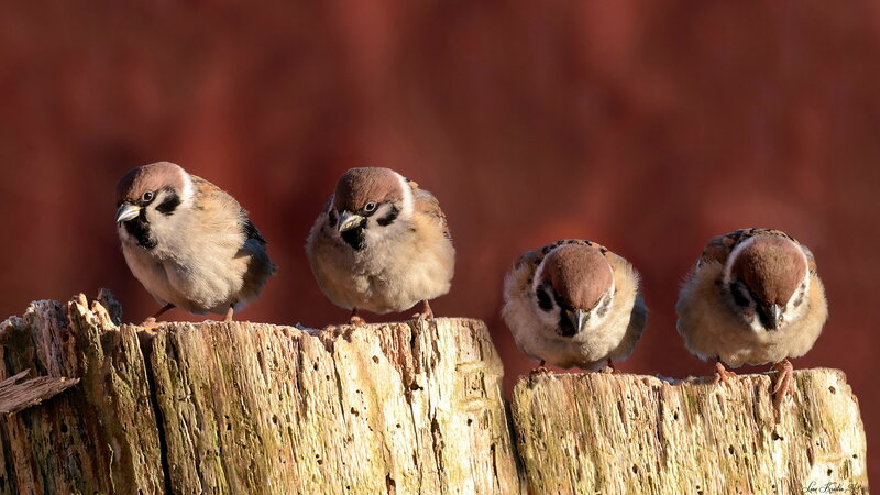 Four Sparrows on Wood