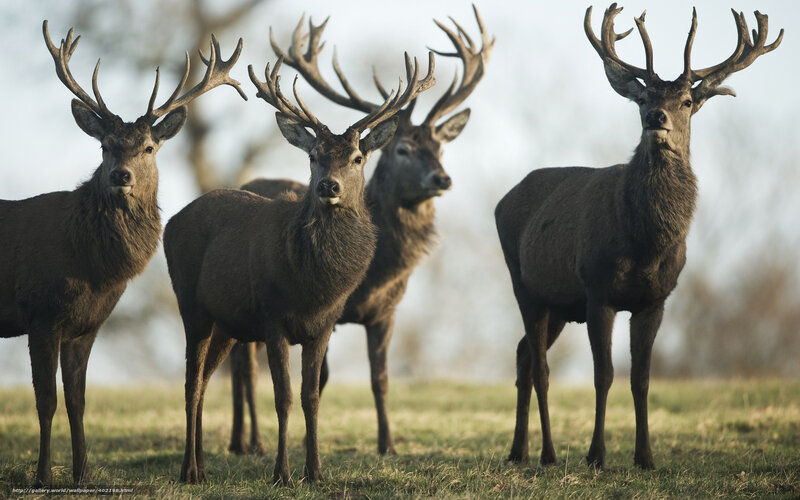 Four Stags in Field — Brown, Calm, Morning