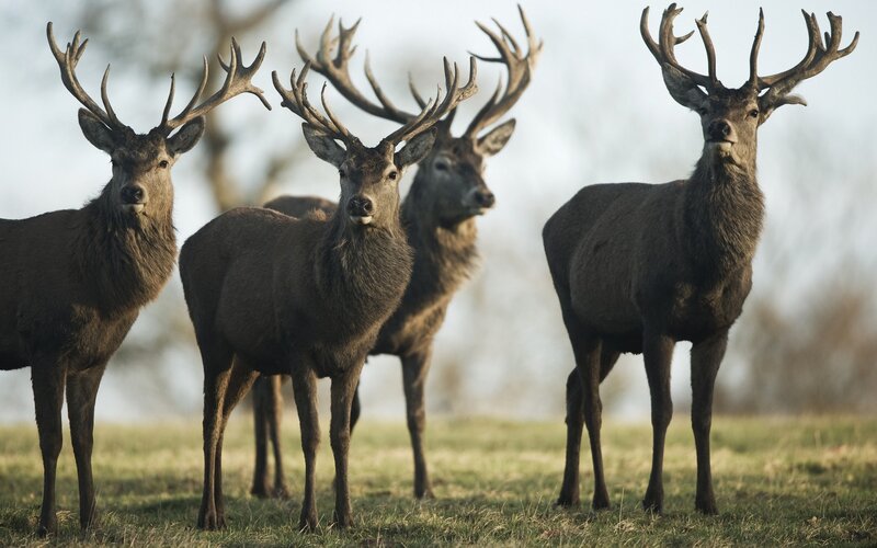 Four Stags in Field — Brown, Calm