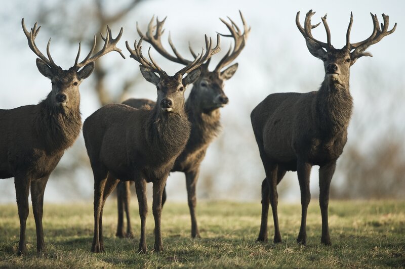 Four Stags in Field — Green