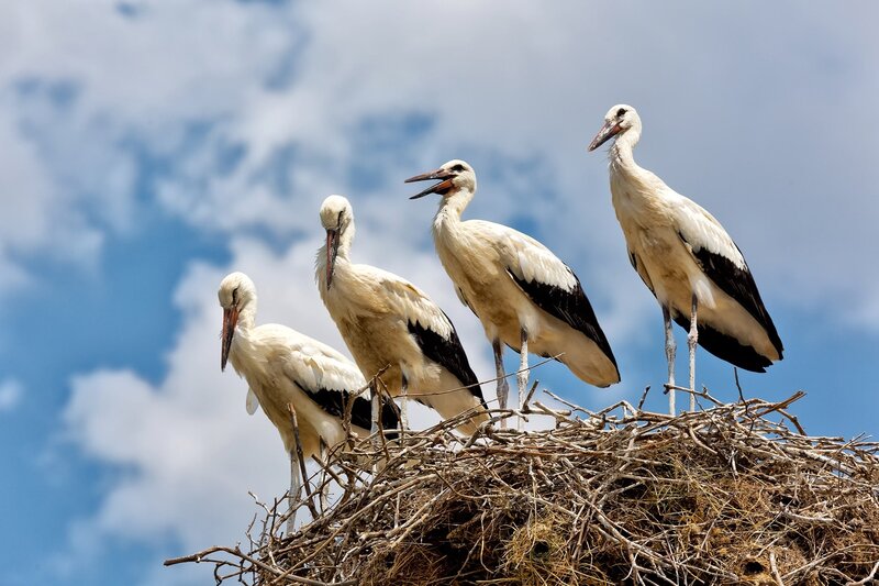 Four Storks in Nest