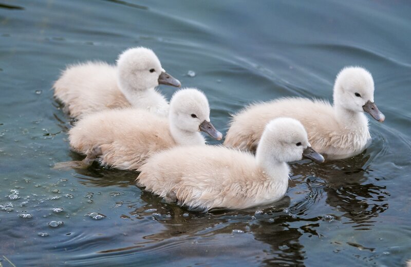 Four Swan Cygnets