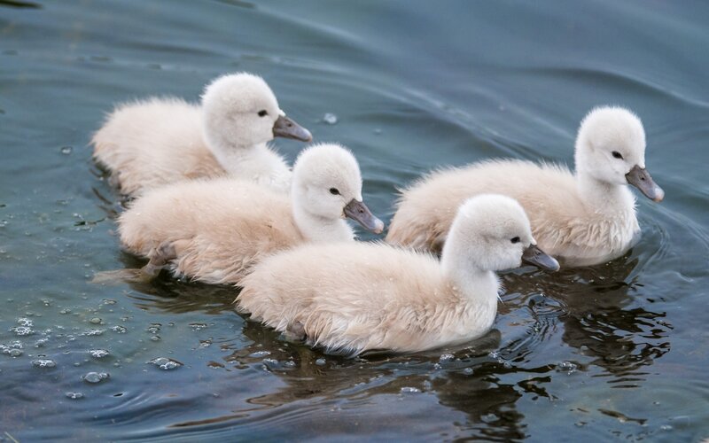 Four Swan Cygnets — White