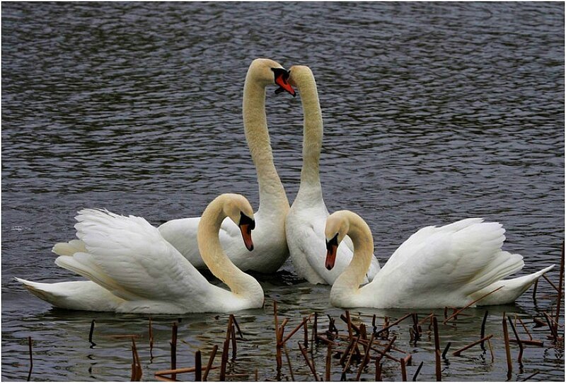 Four swans on a lake