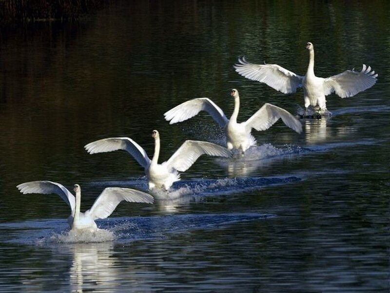 Four Swans on Water
