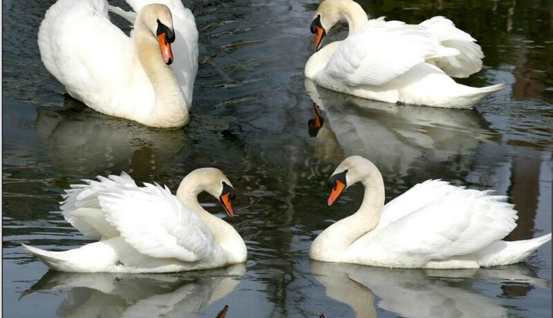 Four Swans on Water — White