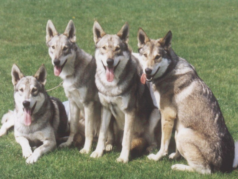 Four Swedish Lapphund Dogs