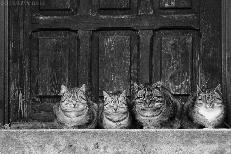 Four Tabby Cats — Black