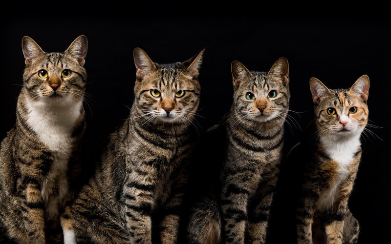 Four Tabby Cats — Brown, Neutral