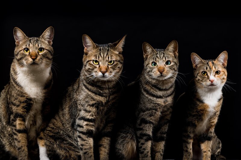 Four Tabby Cats — Brown, Serious