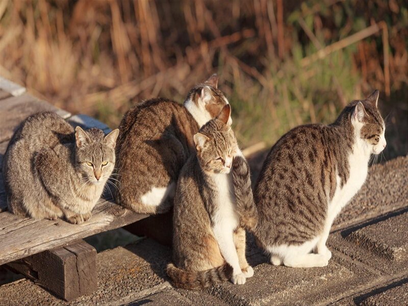 Four Tabby Cats — Brown