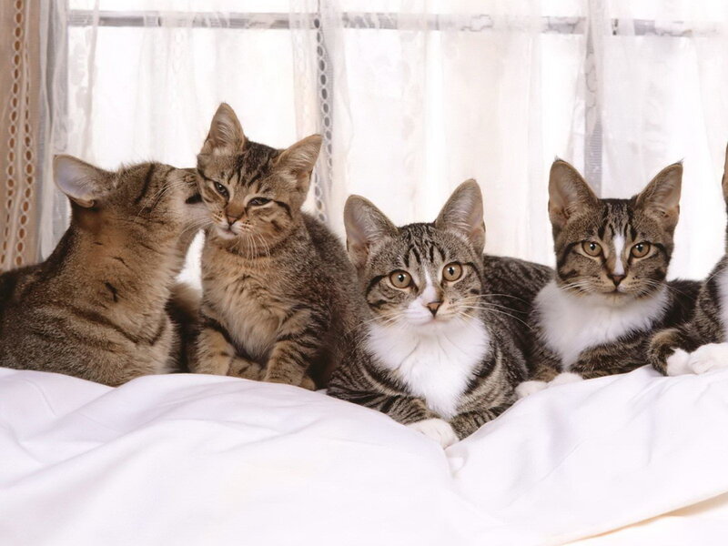 Four Tabby Cats