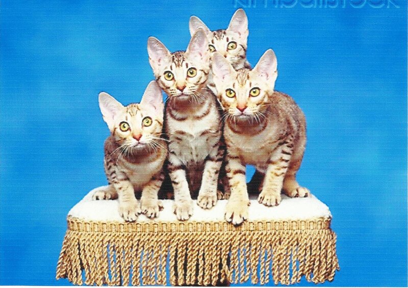 Four Tabby Kittens — Blue, Calm